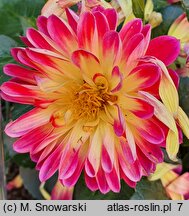 Dahlia Irene Red Orange