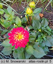 Dahlia hort. Irene Red Orange