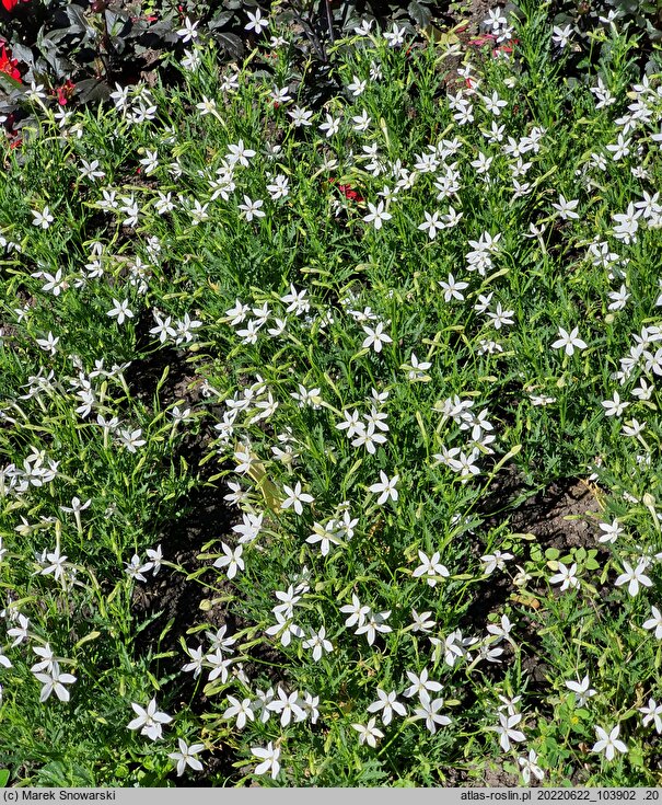 Isotoma Stella White