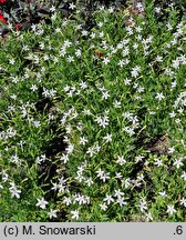 Isotoma Stella White