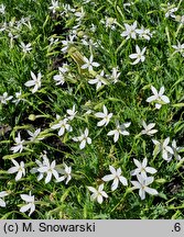 Isotoma Stella White