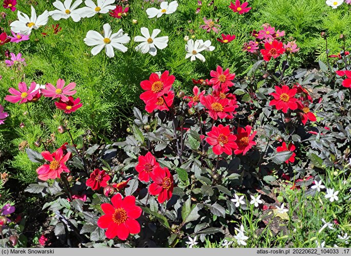 Dahlia coccinea Scarlet