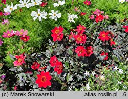 Dahlia coccinea Scarlet