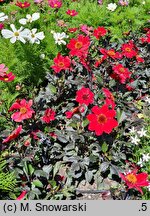Dahlia coccinea Scarlet