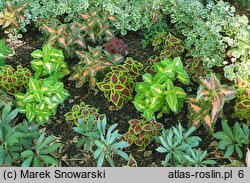 Solenostemon scutellarioides Wizard Mix