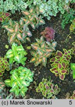 Solenostemon scutellarioides Wizard Mix