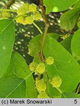 Maclura tricuspidata