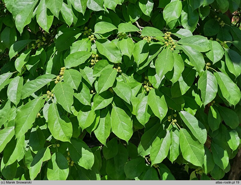 Maclura tricuspidata