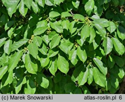 Maclura tricuspidata