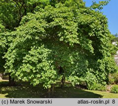 Maclura tricuspidata