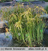 Cyperus alternifolius (cibora zmienna)