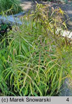 Cyperus alternifolius (cibora zmienna)