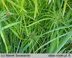 Cyperus alternifolius (cibora zmienna)