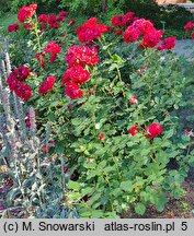 Rosa hort. Nina Weibull