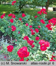 Rosa hort. Nina Weibull