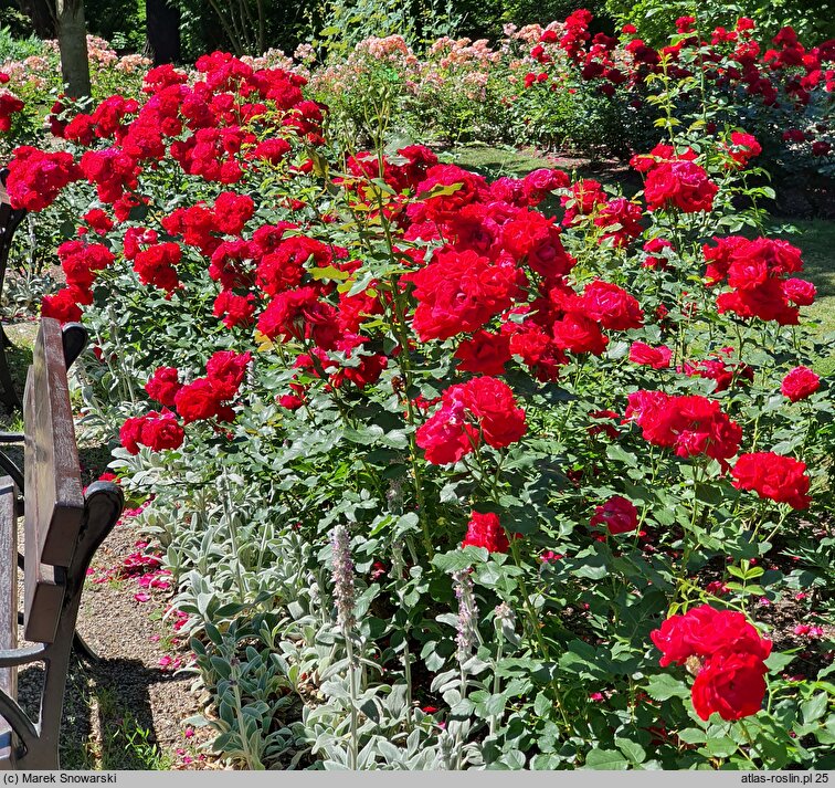 Rosa hort. Nina Weibull
