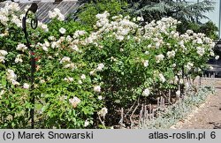 Rosa hort. KORbin