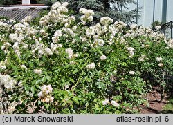 Rosa hort. KORbin