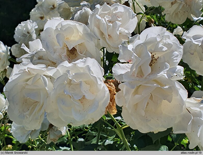 Rosa hort. KORbin