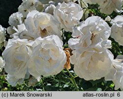 Rosa hort. KORbin