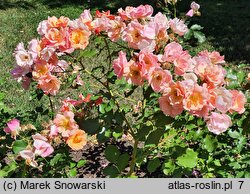 Rosa hort. Jazz