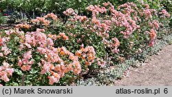 Rosa hort. Jazz