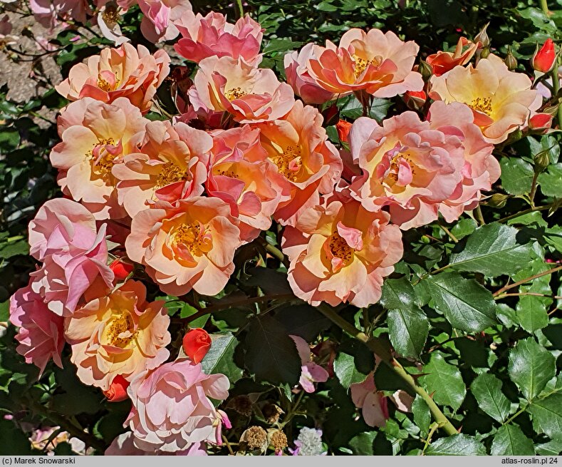 Rosa hort. Jazz