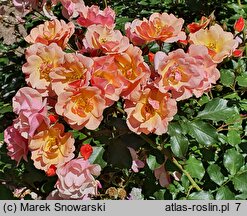 Rosa hort. Jazz