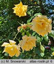 Rosa hort. Eden Showers