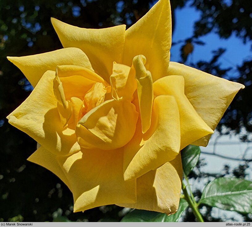 Rosa hort. Eden Showers