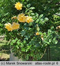 Rosa hort. Eden Showers