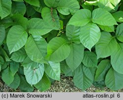 Toxicodendron rydbergii (sumak Rydberga)