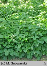 Toxicodendron rydbergii (sumak Rydberga)