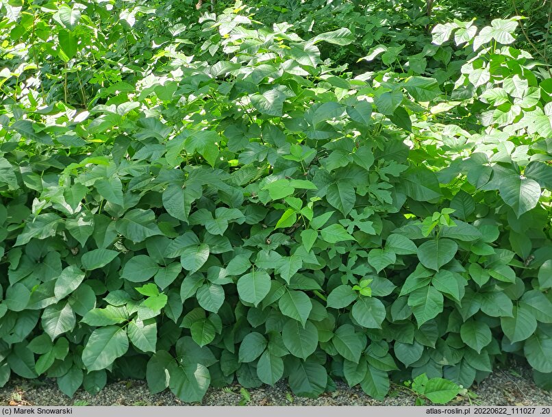 Toxicodendron rydbergii (sumak Rydberga)