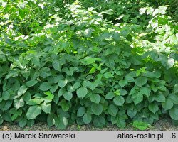 Toxicodendron rydbergii (sumak Rydberga)