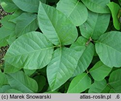 Toxicodendron rydbergii (sumak Rydberga)