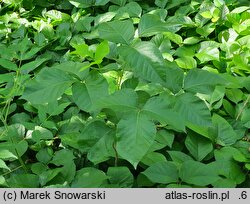 Toxicodendron rydbergii (sumak Rydberga)