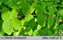 Hypericum androsaemum (dziurawiec barwierski)