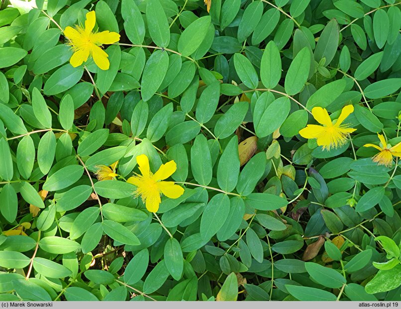 Hypericum calycinum (dziurawiec kielichowaty)