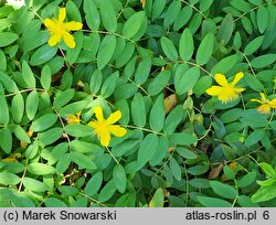 Hypericum calycinum (dziurawiec kielichowaty)