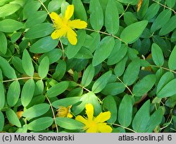 Hypericum calycinum (dziurawiec kielichowaty)