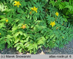 Hypericum calycinum (dziurawiec kielichowaty)