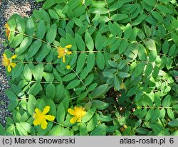 Hypericum calycinum (dziurawiec kielichowaty)