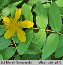 Hypericum calycinum (dziurawiec kielichowaty)