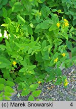 Hypericum patulum