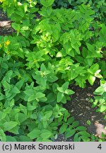 Hypericum patulum