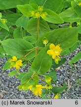 Hypericum patulum