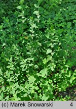 Hypericum forrestii (dziurawiec Forresta)