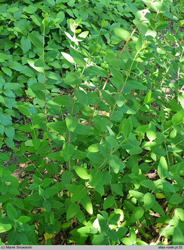 Hypericum forrestii (dziurawiec Forresta)