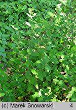 Hypericum forrestii (dziurawiec Forresta)